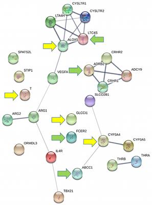 Pharmacogenetic Factors Affecting Asthma Treatment Response. Potential Implications for Drug Therapy